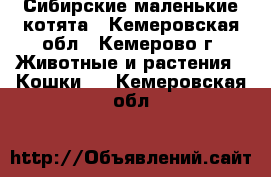 Сибирские маленькие котята - Кемеровская обл., Кемерово г. Животные и растения » Кошки   . Кемеровская обл.